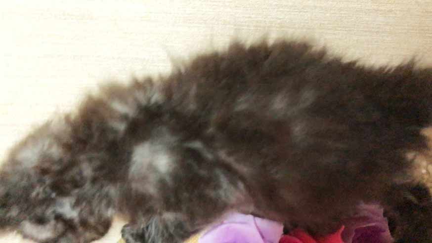 黒猫 赤ちゃん スモーク