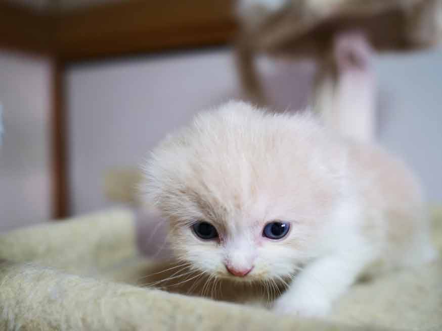 子猫の赤ちゃん スコティッシュフォールド