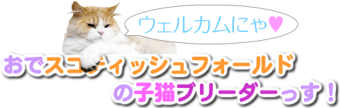 八尾市 猫ブリーダー 激安スコティッシュフォールド大阪の子猫ブリーダー