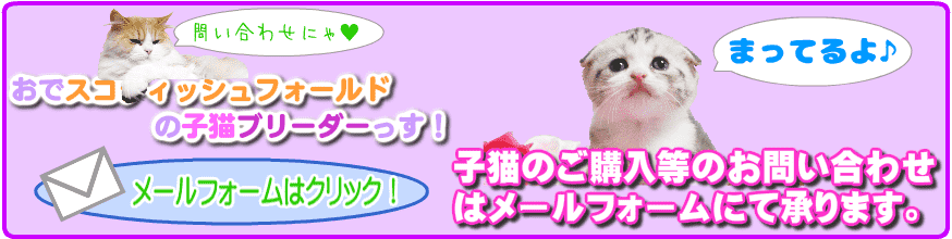 大阪のスコティッシュフォールド子猫ブリーダー直販売サイトの電話・メールお問合せ・お申し込み　TEL 06-6940-6300 携帯 080-4026-9197