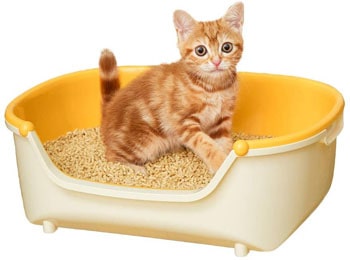 子猫に最適なカバー無し猫トイレ　猫の飼い方、子猫の育て方と準備するグッズ用品